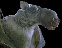 Fruit Bat
