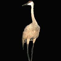 Sandhill Crane